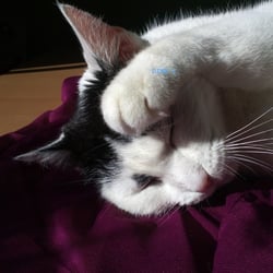 Bastet in Pink and White.. No. 05