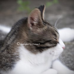 CAT AUG. 2014