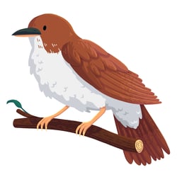 nightingale