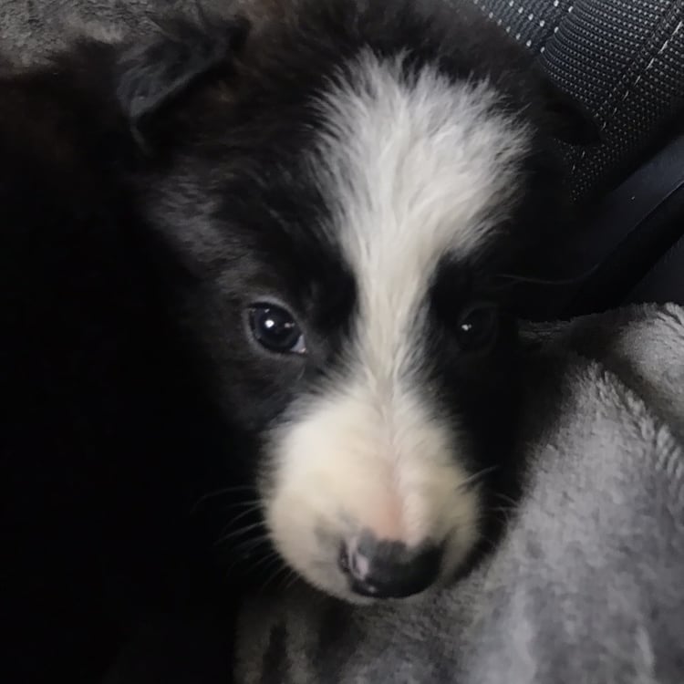 Lifeatherpaw Lexi