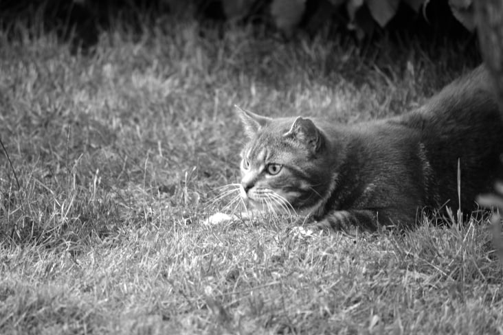 Cats 2014 Foto Übungen