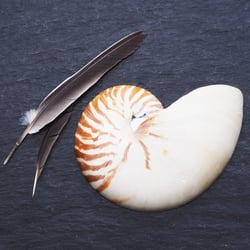 Sell and feather