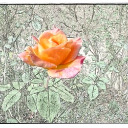 La vie en rose