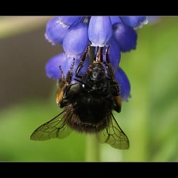 HUMMELCHEN III