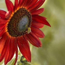 Biene auf Sonnenblume