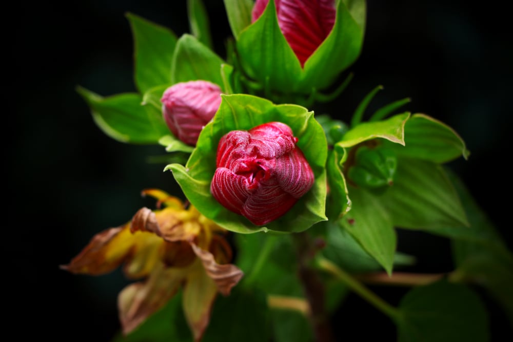 Flower Close-Up