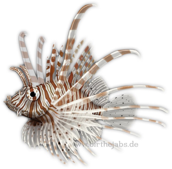 Feuerfisch