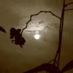 Licht und Schatten by Dina.T 2013