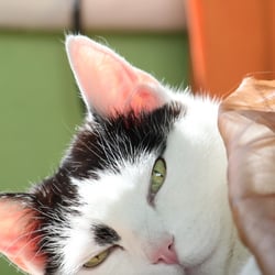 Bastet