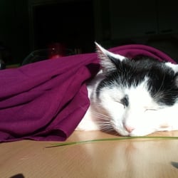 Bastet Experience 14