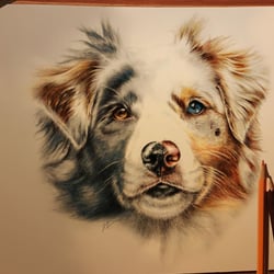 Handgemaltes Hundeporträt Aussie (Australian Shepherd) mit Prismacolors (Buntstiften) auf Künstlerpapier