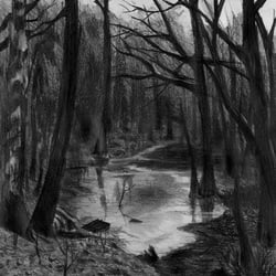 Woods