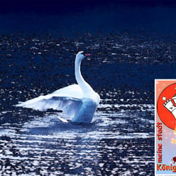 Blauer Schwan