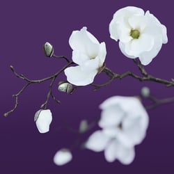 Kim-Magnolien-0732
