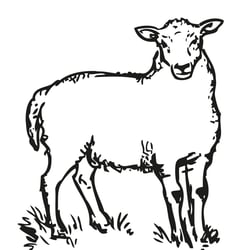 Schaf Illustration