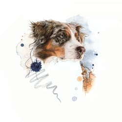 Easy Red Merle