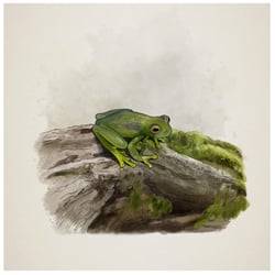 Explosionsfrosch, Web-Dok Frogs & Friends e.V