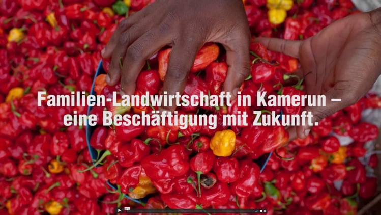 Familien-Landwirtschaft in Kamerun | eine Beschäftigung mit Zukunft