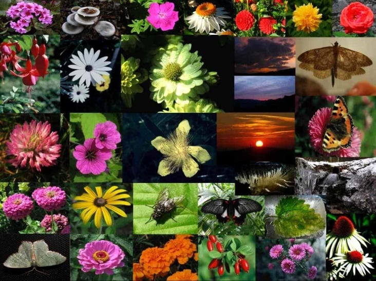 BLUMEN & BLÜTEN IV