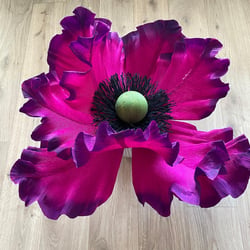 Mohn
