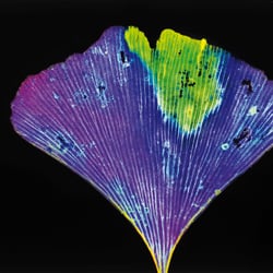 Ginkgo