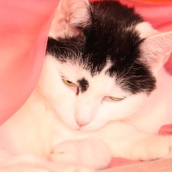 Bastet in ROSA 01