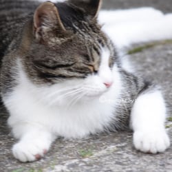 CAT AUG. 2014