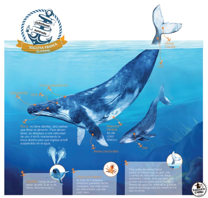 Austral whale—(Grupo Macmillan—Argentina 2013)
