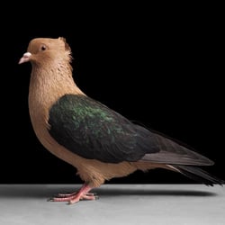 Columba livia