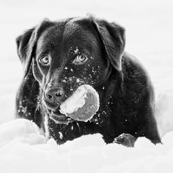 Christian Schirbort Photography Animals Hund