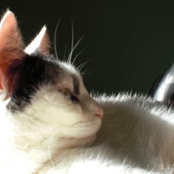 Bastet