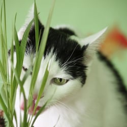 Bastet the Cat 2012 Teil 04