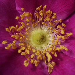 Blüte rosa