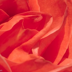 Blumenbild (12 von 60)