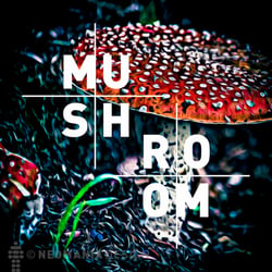 MUSH:ROOM