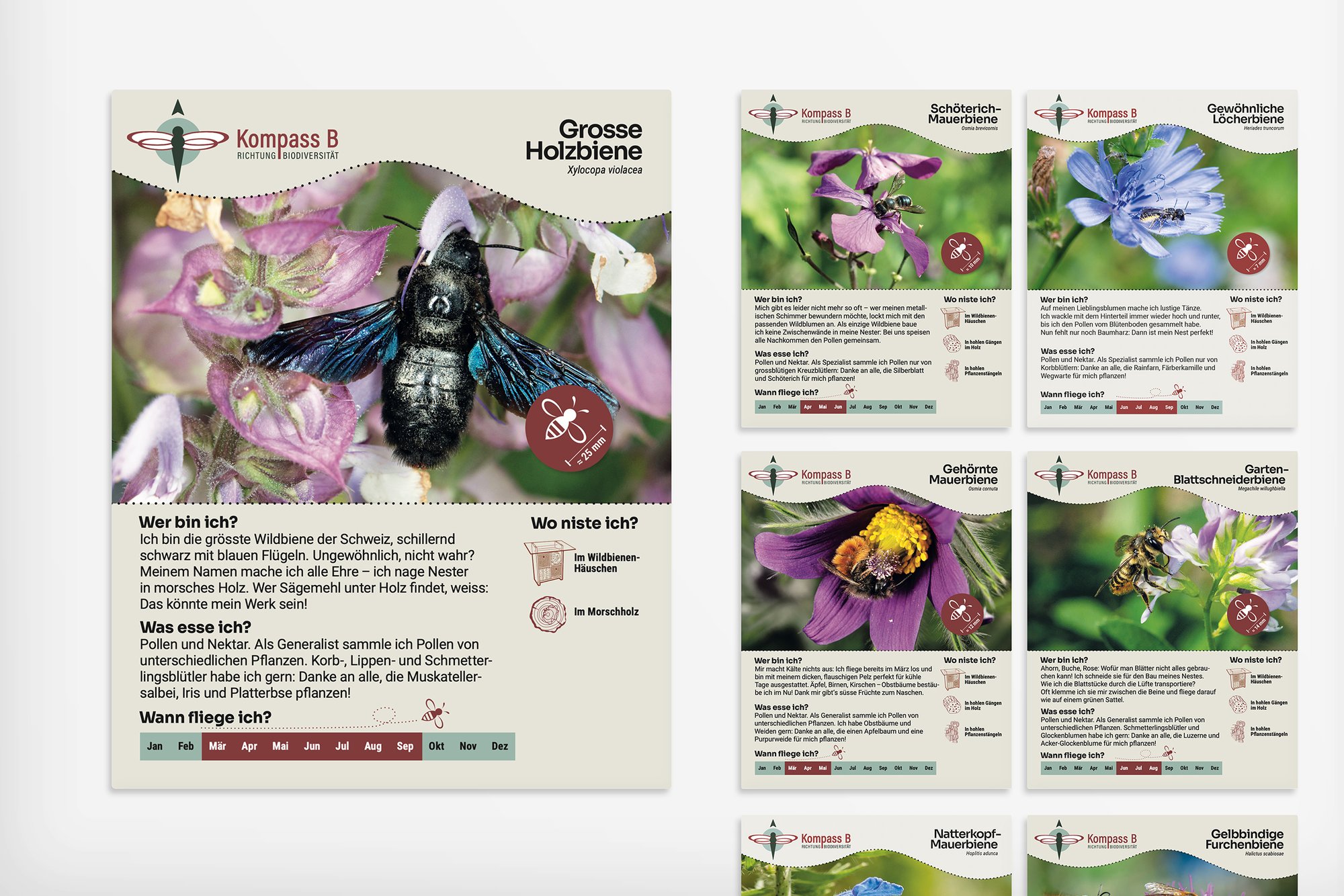 Corporate Design | Beschriftungen | Signaletik | Webdesign für Kompass B – Richtung Biodiversität in Zürich
