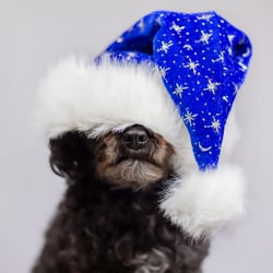 Frohe Weihnachten