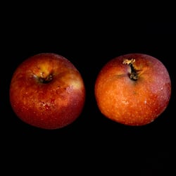 Food | Art | Apfel