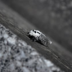 Mothra an der U-Bahntreppe