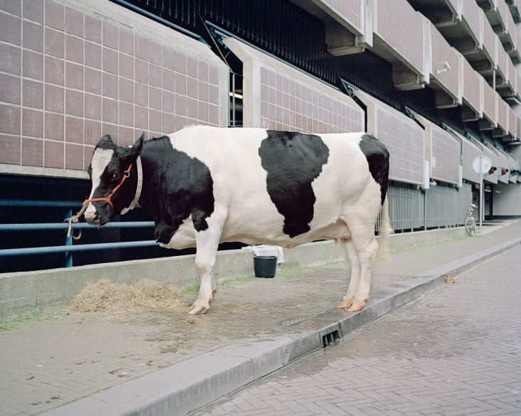 Den Haag