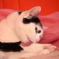 Bastet the Cat 2012 Teil 03