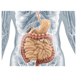 Magen-Darm-Trakt: medizinische 3D-Illustration