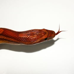 Cornsnake