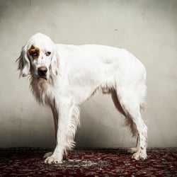 Dogs