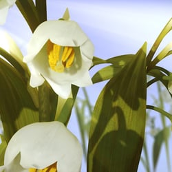3D lily of the valley