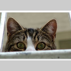 Esref Yilmaz/Fotografie: Tiere