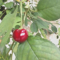 Cherry 2