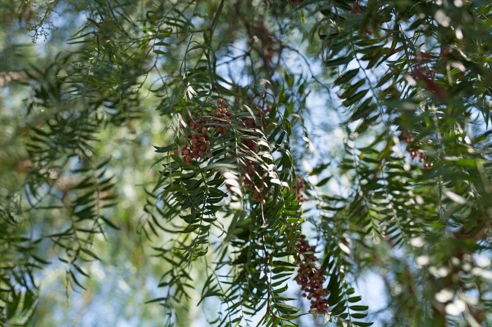 Pepper Tree