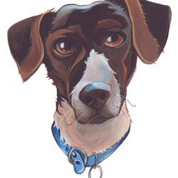 Parson Russel Terrier