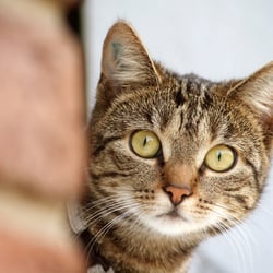Katze